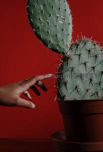 红墙前手指轻触带刺仙人掌
