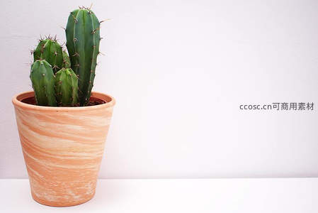 简约白墙边陶盆仙人掌绿植