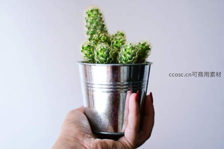 手捧金属盆栽仙人掌，绿意盎然显生机