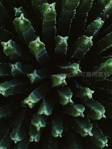 深色背景下多肉植物的几何纹理特写