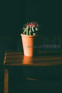 暖光下的陶盆仙人掌静物特写