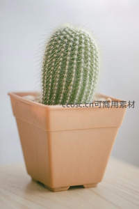 方盆中的毛茸茸仙人掌清新特写