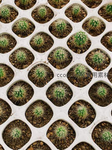 网格育苗盘中的整齐仙人掌幼苗