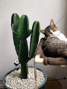 猫咪依偎在大型仙人掌旁安然入睡