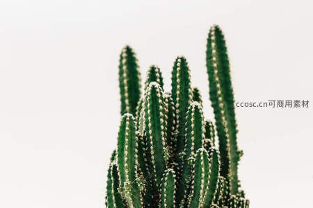 纯白背景下挺拔仙人掌枝条特写