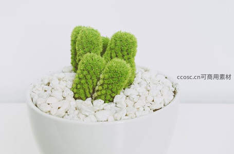 绿意盎然的绒球仙人掌盆栽