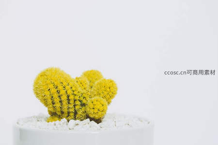 金黄色绒毛仙人掌心形造型