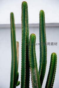 高大挺拔的绿色仙人掌群落