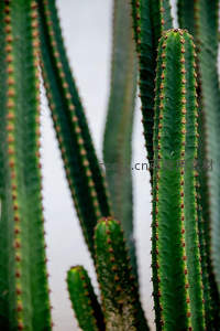 高大仙人掌的绿色茎干与尖刺特写