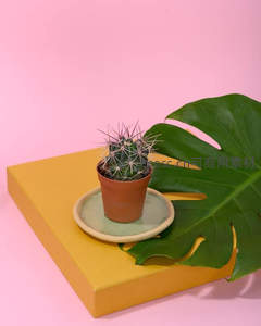 粉色背景下龟背竹叶与小仙人掌