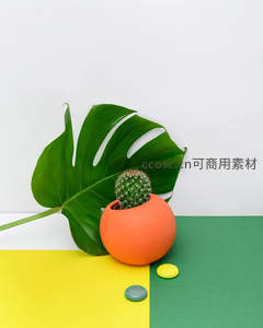 橙色花盆仙人掌与龟背竹叶的色彩碰撞