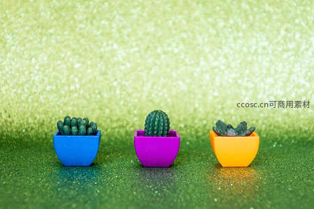 三色迷你多肉盆栽排列于闪光背景前