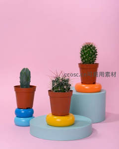 粉色背景下的多肉仙人掌盆栽展示