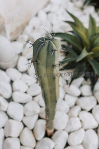 白色鹅卵石间挺立的绿色仙人掌特写