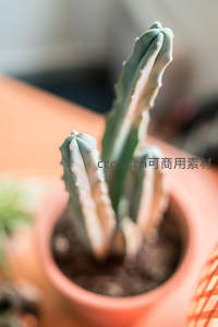 盆栽仙人掌室内静景