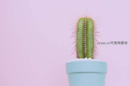 淡蓝色花盆中的单株仙人掌，简约背景