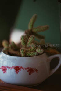 茶杯里的迷你仙人掌，复古花纹的创意容器