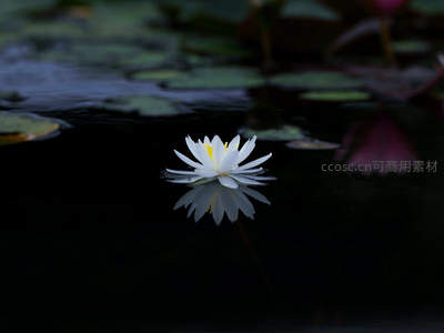 暗夜水面上孤独绽放的白莲