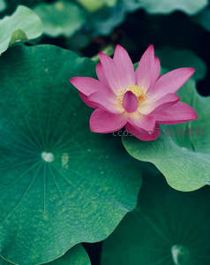 粉红莲花依偎碧绿荷叶间