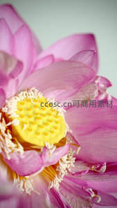 微距镜头下粉色荷花的精致花蕊