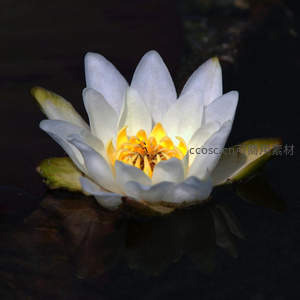 白莲盛放露金蕊