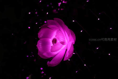 紫光莲花在夜色中绽放如梦似幻