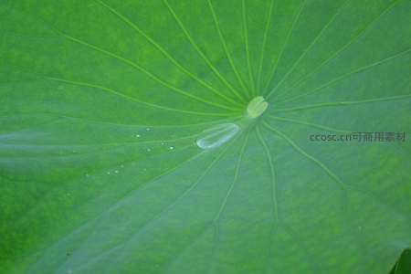 荷叶脉络特写，晶莹水珠点缀其间