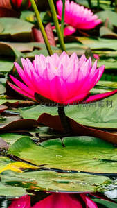 盛放的玫红睡莲，映衬碧绿荷叶如画