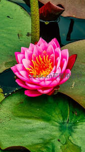 娇艳粉莲亭亭玉立，黄蕊点染水中倒影