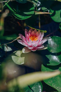 光影交错下的淡粉睡莲，静谧而梦幻