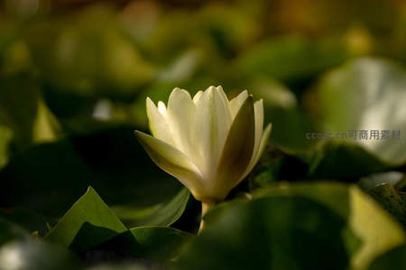 晨光中的洁白睡莲，温柔静谧如梦似幻