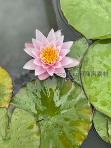 睡莲浮于水面，黄蕊粉瓣相映成趣