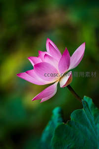 侧颜绽放的粉荷，柔美姿态尽显风韵