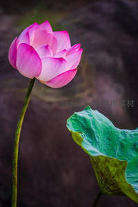 粉荷亭亭立，绿叶映衬显娇艳