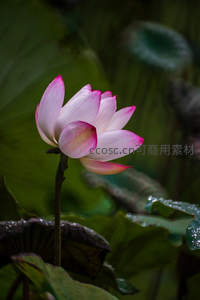 雨后初绽荷，粉瓣含露更清丽