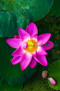 俯拍盛放荷，粉瓣黄蕊映碧叶