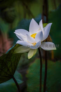 素雅白莲开，黄蕊点染显纯净