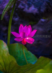 梦幻紫莲在夜色中发光