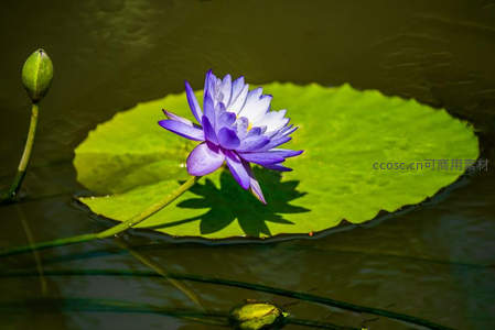 紫色睡莲静卧碧绿荷叶上