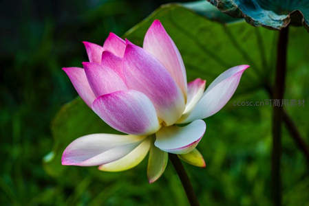 粉白莲花在绿意中绽放