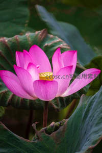 粉红莲花在绿叶间绽放，娇艳欲滴