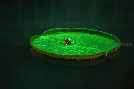 青蛙静卧巨叶之上，水面倒影如镜