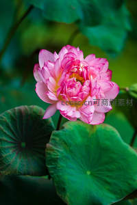 重瓣粉莲层层叠叠，绿叶相衬