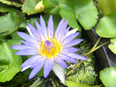 紫色睡莲绽放，黄色花蕊点缀其间