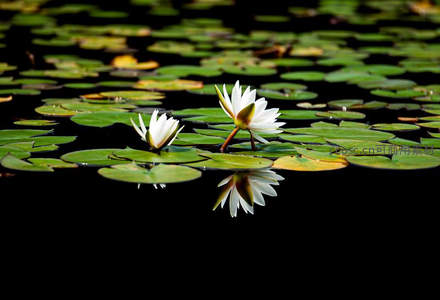 静谧池塘中的白色睡莲