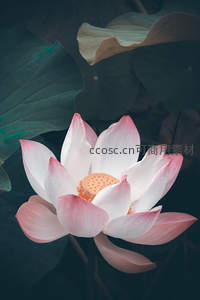 粉白莲花特写，花瓣柔美露莲蓬