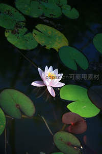 淡粉睡莲静卧，绿叶环绕映水间