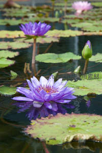 紫色睡莲盛放，水中倒影如镜面