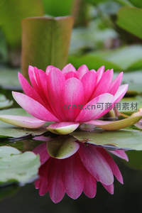 艳粉睡莲怒放，水中倒影分外妖娆