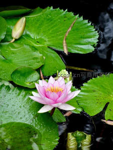 粉嫩睡莲绽放于碧绿荷叶间，娇艳欲滴。